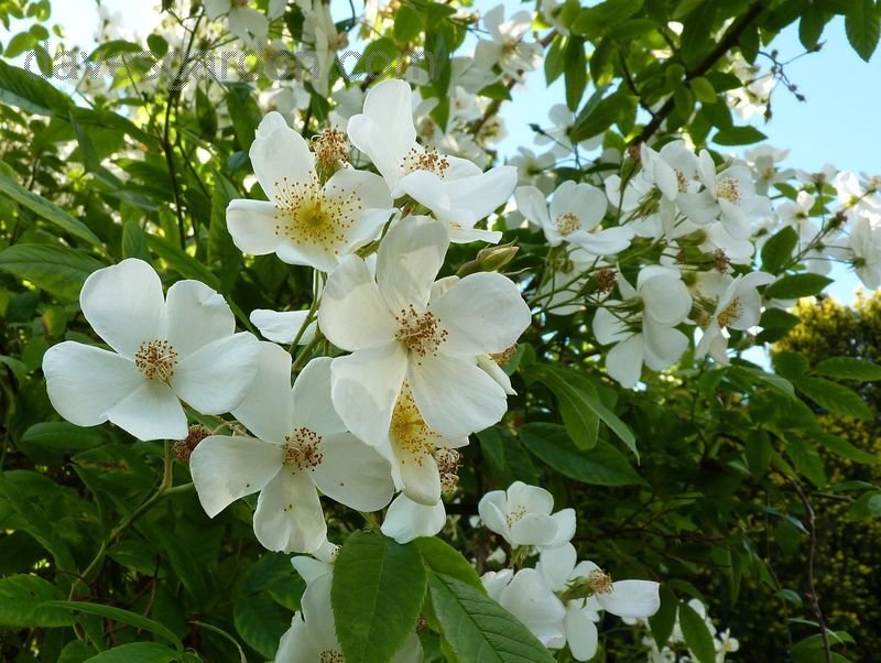 musk rose